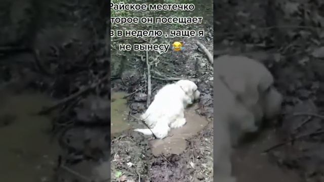 СМЕШНЫЕ КОШКИ И СОБАКИ #23 Забавные ЖИВОТНЫЕ / ЛУЧШИЕ ПРИКОЛЫ смотреть онлайн