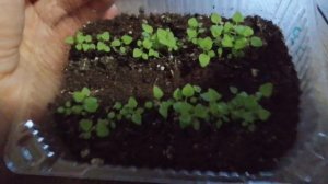 вербена бонарская ?рассада ?♀️два способа посева