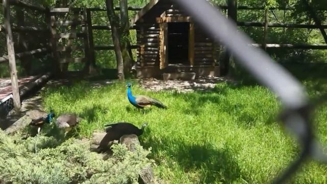 ШЫМКЕНТ/ У ПРИРОДЫ НЕТ ПЛОХОЙ ПОГОДЫ.... смотреть онлайн