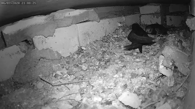 Немного из жизни стрижей - A little from the life of swifts смотреть онлайн
