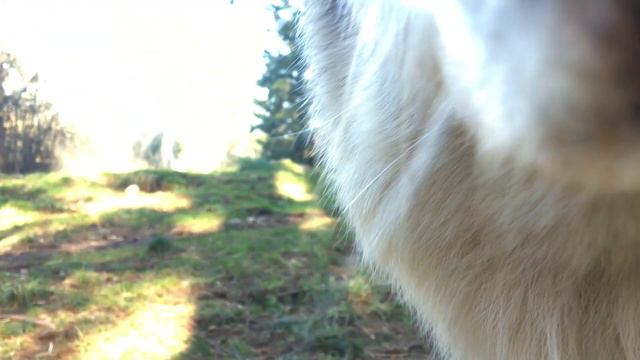 Lakota sniffs camera смотреть онлайн