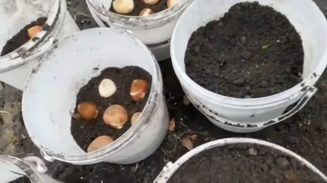 ОТЧЁТ НЕДЕЛИ. ТЮЛЬПАНЫ В ГОРШКАХ ДОСТАЮ ИЗ ПОД ГРУНТА. НАШИ ПОКУПКИ. ВКУСНЯШКИ И УХОД ЗА РАСТЕНИЯМИ смотреть онлайн