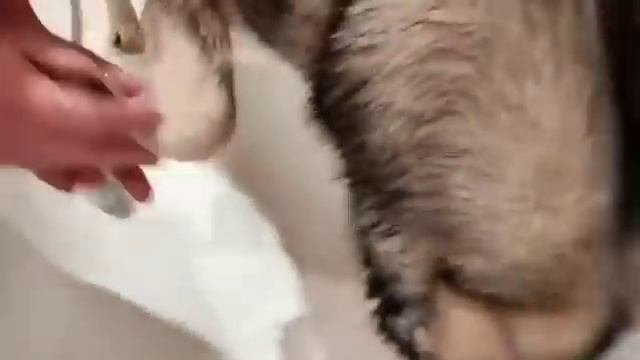 Мыли, мыли, мыли и отмыли Хаски Рея после весенней прогулки! смотреть онлайн