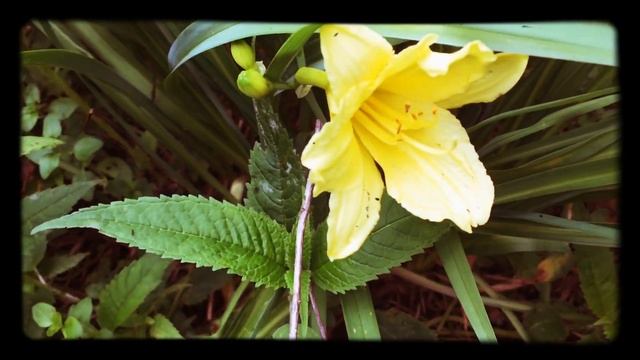 Yellow Stella D’Oro DayLily смотреть онлайн