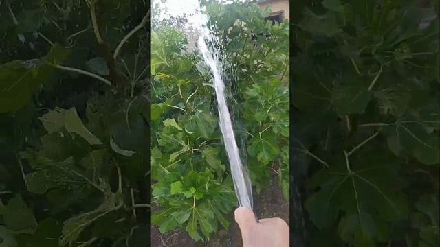 секрет более быстрого созревания инжира / как заставить инжир созревать быстрее и крупнее смотреть онлайн