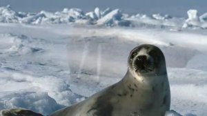 Животный мир Арктики   копия