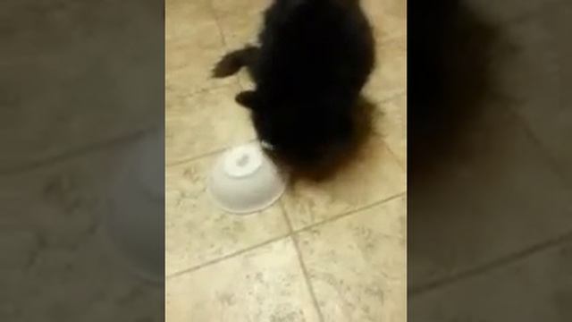 Cat trying to figure out how to get food смотреть онлайн