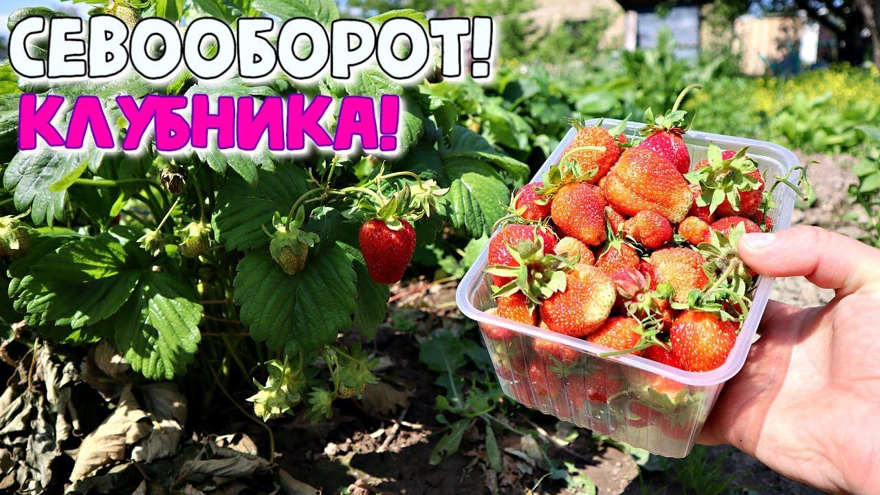 После каких овощей клубника засыпает крупной ягодой? Севооборот клубники! После чего сажать клубнику смотреть онлайн