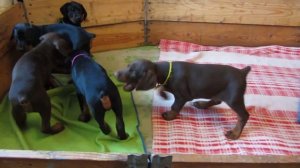 щенки добермана бои без правил