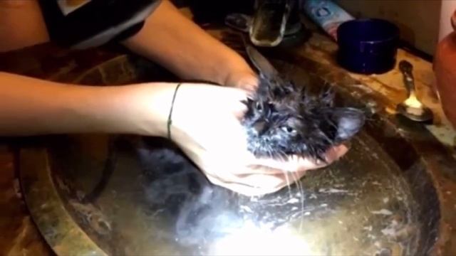 Удивительное преображение тощего котёнка Барли, вы не поверите узнав каким он стал смотреть онлайн