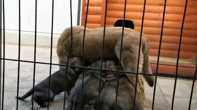 Испанский мастиф щенки смотреть онлайн