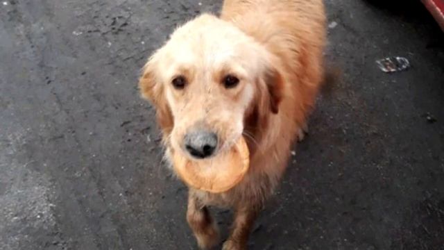 Бездомный пес решил угостить девушку булочкой. Ее реакция шокирует!