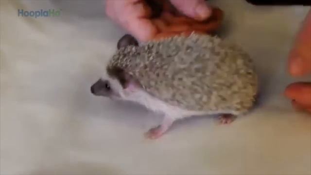 Rescued Hedgehog with the Heart of a Champion смотреть онлайн