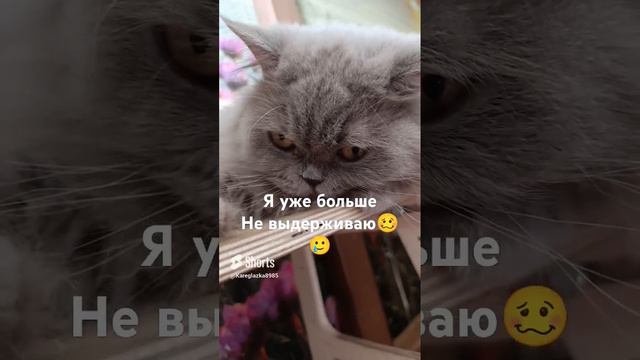 ася#мойпитомец#пушистики#британец#домашниеживотные#котики
