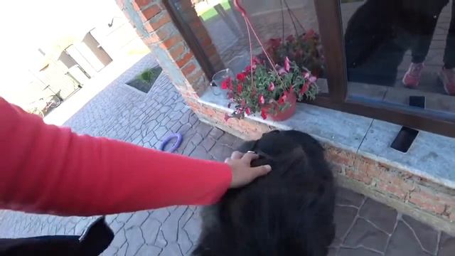 КАК НАУЧИТЬ СОБАКУ ВЫСТАВОЧНЫМ КОМАНДАМ???♀️ смотреть онлайн