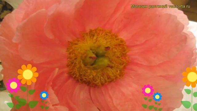 Пион гибридный Цитерия. Краткий обзор, описание характеристик paeonia hybrida Cytherea смотреть онлайн