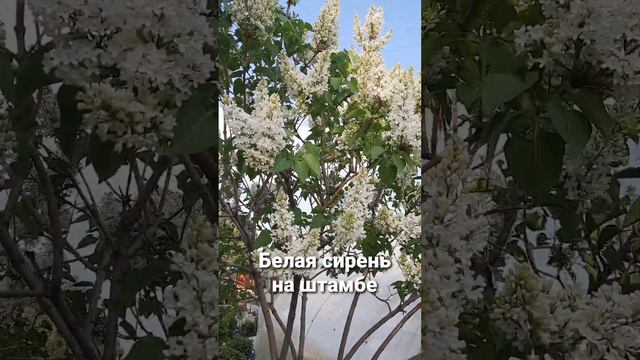 Белая сирень на штамбе...лето близко смотреть онлайн