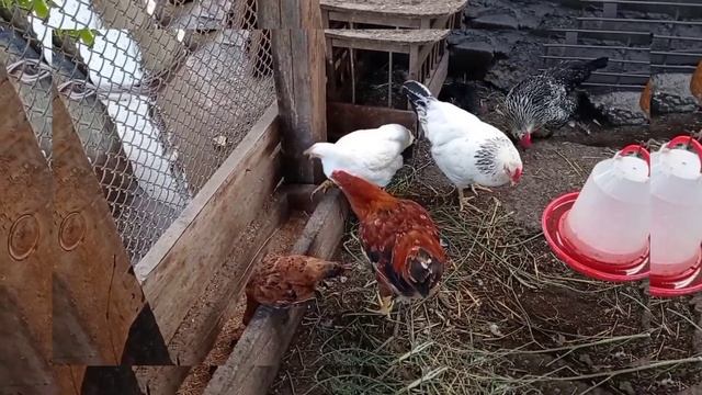 Я сочинила маленький стих про курей смотреть онлайн