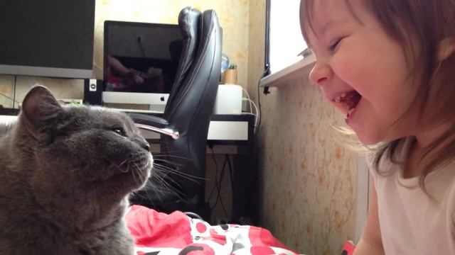 Британская кошка сошла с ума Crazy british cat смотреть онлайн