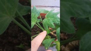 Пелоргония Ричард Хадсон