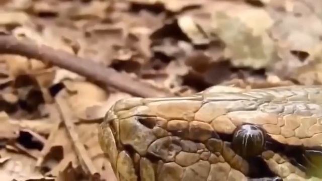 Tragic Ending For Hyena When Dared To Steal Prey From The Giant Python's Mouth || Animal World смотреть онлайн