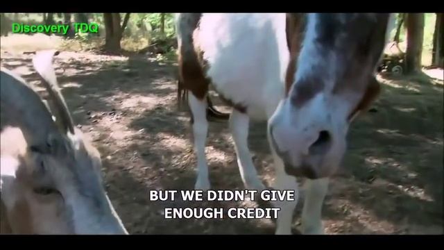 Nature Animal Documentary - English Subtitles