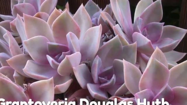 Graptoveria (with Names) Succulents