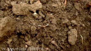 Поиск золота на призрачном месте №56