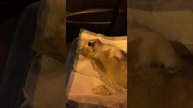 Корги (Шерлок) сладко спит смотреть онлайн