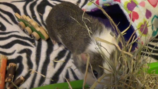 Adult Guinea Pig Diet; Hay, Pellets, Veggies, Treats. смотреть онлайн
