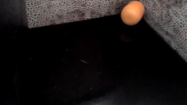 Глазастые звери