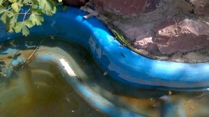 УЖИ И ЯЩЕРИЦЫ НА ДАЧЕ.НУЖНО ЛИ  ИЗБАВЛЯТЬСЯ ОТ НЕПРОШЕННЫХ ГОСТЕЙ