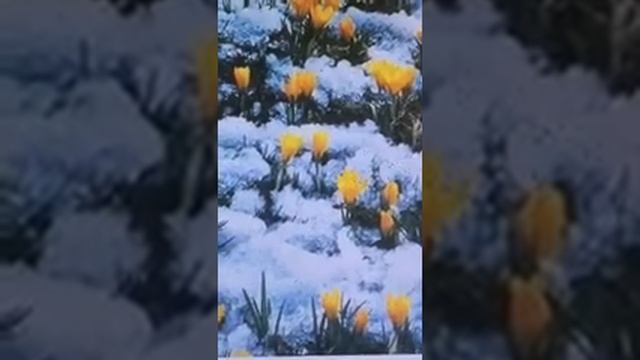 Стих !! Весна пришла смотреть онлайн