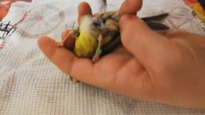 Канарейки Разведение канареек и подготовка к спариванию