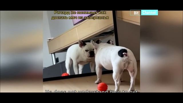 Фэйлы с котами и собаками. Приколы с животными. Эпичные ситуации. Подборка 2023 смотреть онлайн