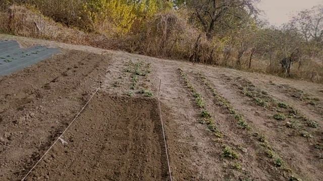 #706УБОРКА НА УЧАСТКЕ/ГРЯДКА ПОД ЧЕСНОК/ФАРШИРУЮ ПЕРЦЫ смотреть онлайн