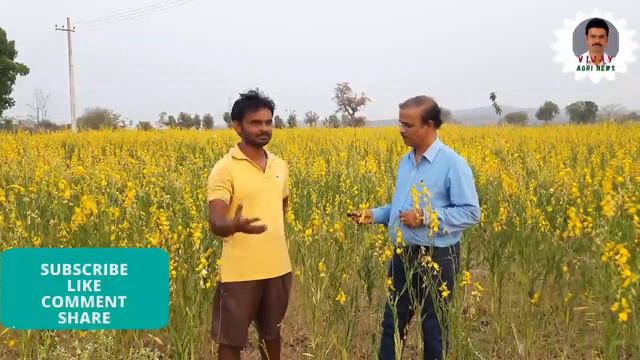 సన్ హెంప్ ( జనుము) తక్కువ ఖర్చు@bhupalpallyagriculture смотреть онлайн