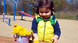 Как вырастить одуванчики в домашних  условиях