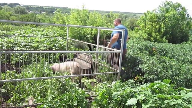 Деревня. Летнее содержание свиней. смотреть онлайн