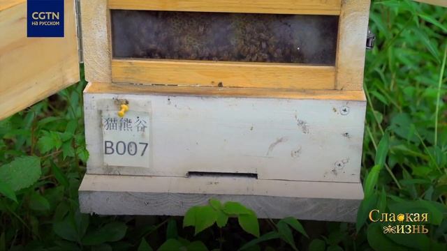 Пчелы помогают в защите панд смотреть онлайн