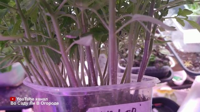 Я ПРОСТО ВЛЮБИЛАСЬ В ЭТОТ СПОСОБ ПОСЕВА ТОМАТОВ! ПОСЕВ ТОМАТОВ. смотреть онлайн