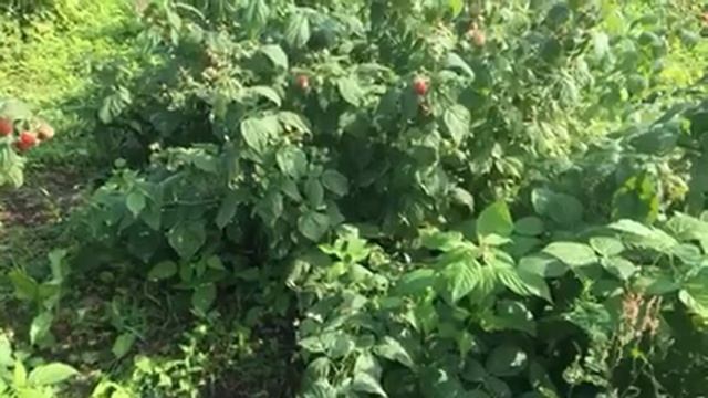 Малина Полана ! 22.08.2022 смотреть онлайн