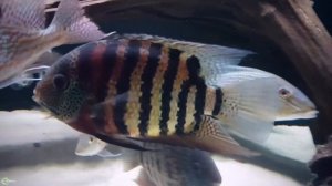 Цихлазомы – американские цихлиды красопетры