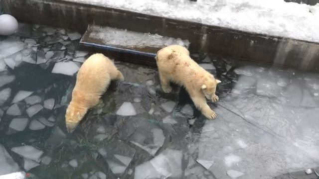 Стрелка и Белка ломают лед. 09.11.2023 смотреть онлайн