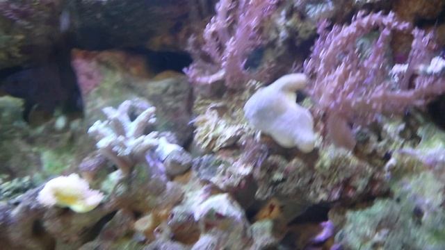 Кто ещё живёт в морском аквариуме. смотреть онлайн