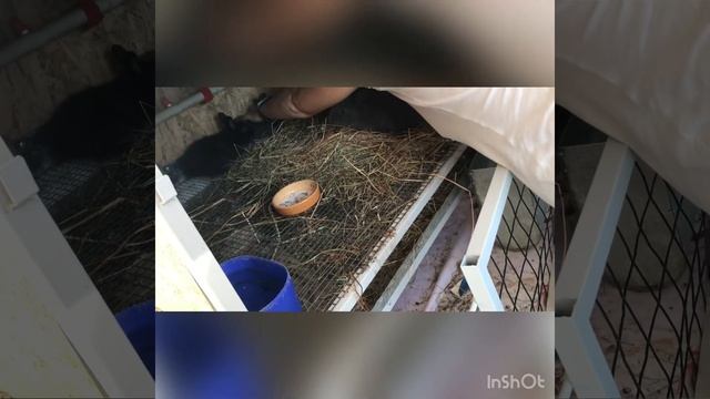 Определяем пол кролика в месячном возрасте. смотреть онлайн