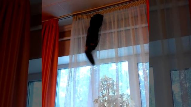 Котёнок прыгает на штору? смотреть онлайн
