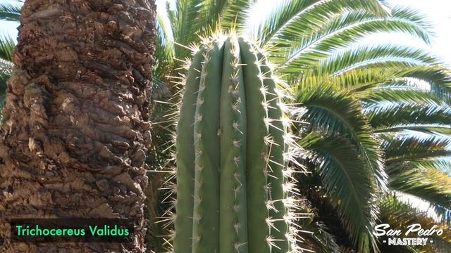 Which is my Favorite Sacred Cactus Species and why смотреть онлайн