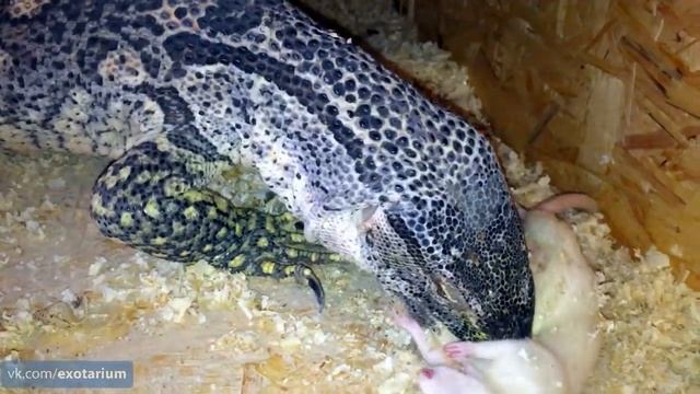 Кормление варана живыми крысами и мышами смотреть онлайн