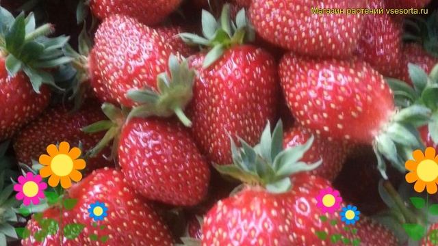 Земляника садовая Талисман. Краткий обзор, описание характеристик fragaria ananassa Талисман смотреть онлайн